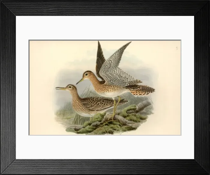 Framed Print : Bartramia longicauda, upland sandpiper Framed Print : Bartramia longicauda, upland sandpiper