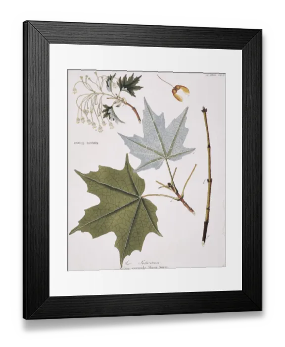 Framed Print : Acer sacharenum, rock maple tree