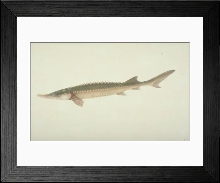 Framed Print : Plate 143 from the John Reeves Collection Framed Print : Plate 143 from the John Reeves Collection