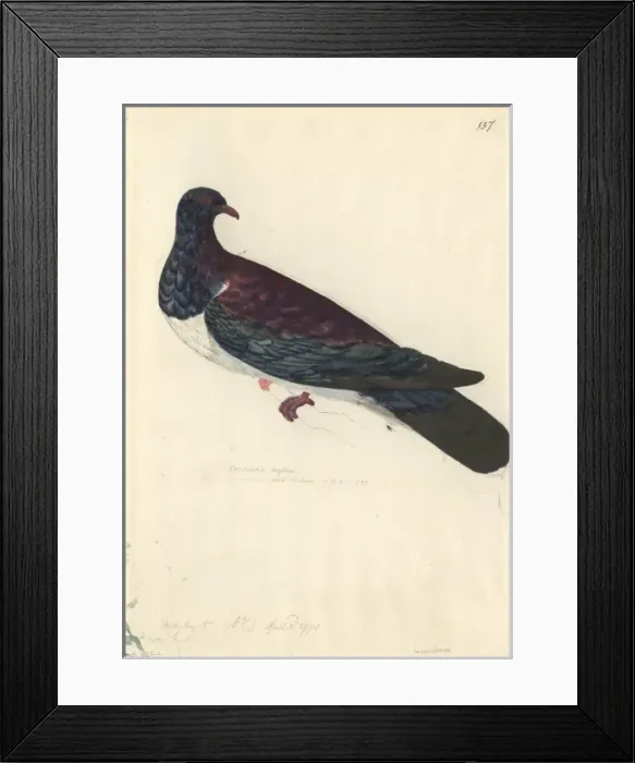 Framed Print : Hemiphaga novaeseelandiae, New Zealand pigeon Framed Print : Hemiphaga novaeseelandiae, New Zealand pigeon