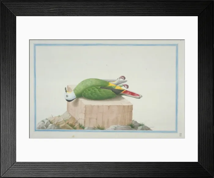 Framed Print : Ptilinopus sp. fruit dove Framed Print : Ptilinopus sp. fruit dove