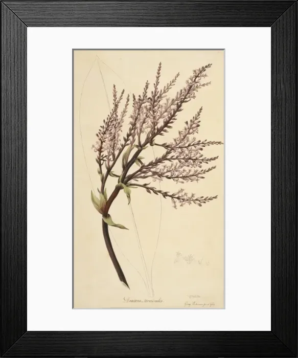 Framed Print : Cordyline fruticosa, ti plant Framed Print : Cordyline fruticosa, ti plant