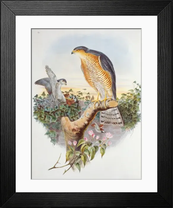 Framed Print : Accipiter nisus, Eurasian sparrow hawk Framed Print : Accipiter nisus, Eurasian sparrow hawk