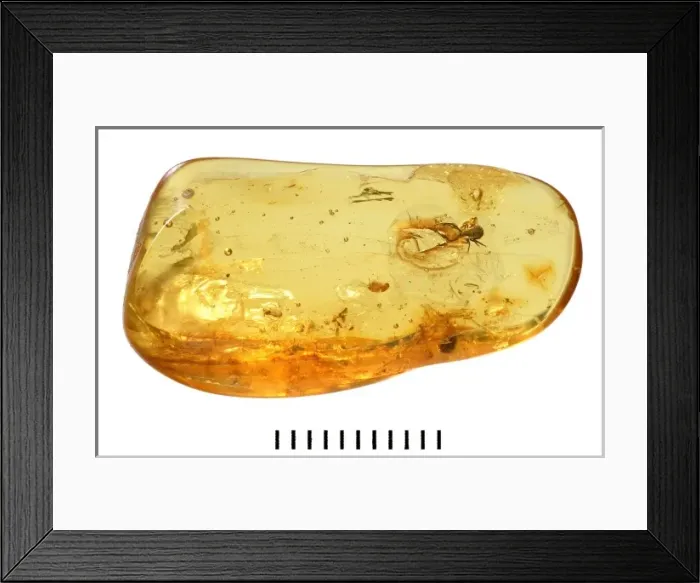 Framed Print : Pseudoscorpion in Baltic amber Framed Print : Pseudoscorpion in Baltic amber