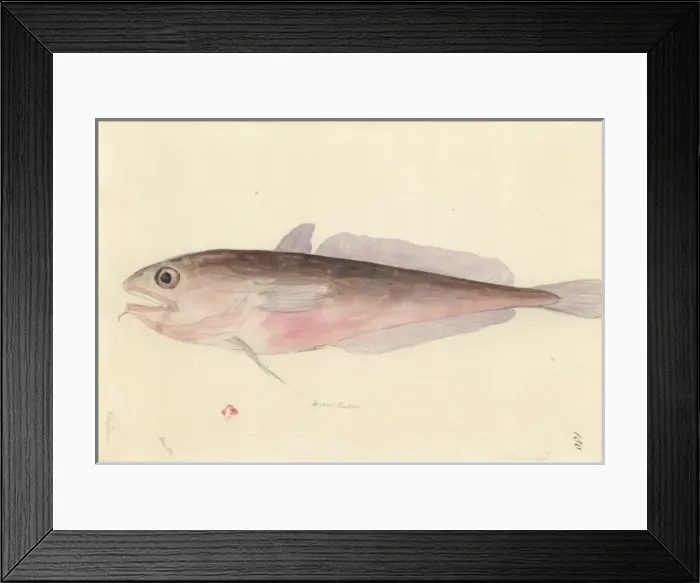 Framed Print : Pseudophycis bacchus, red codling Framed Print : Pseudophycis bacchus, red codling
