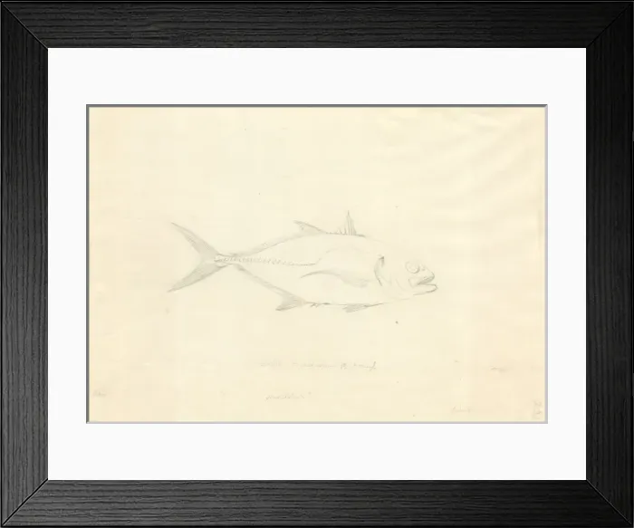 Framed Print : Caranx hippos, Crevalle jack Framed Print : Caranx hippos, Crevalle jack