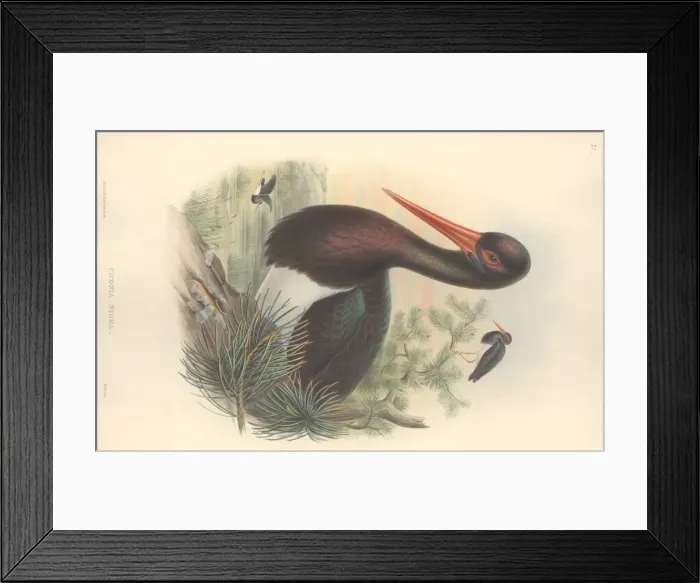 Framed Print : Ciconia nigra, black stork Framed Print : Ciconia nigra, black stork