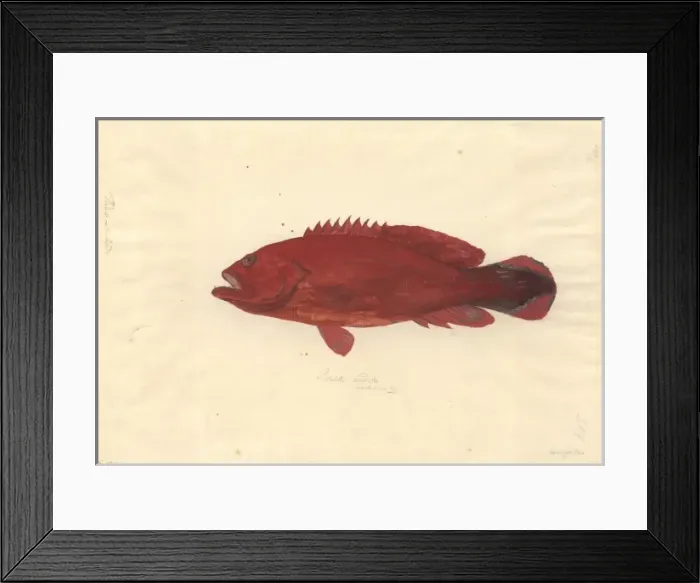 Framed Print : Cephalopholis urodeta, flagtailed rockcod Framed Print : Cephalopholis urodeta, flagtailed rockcod