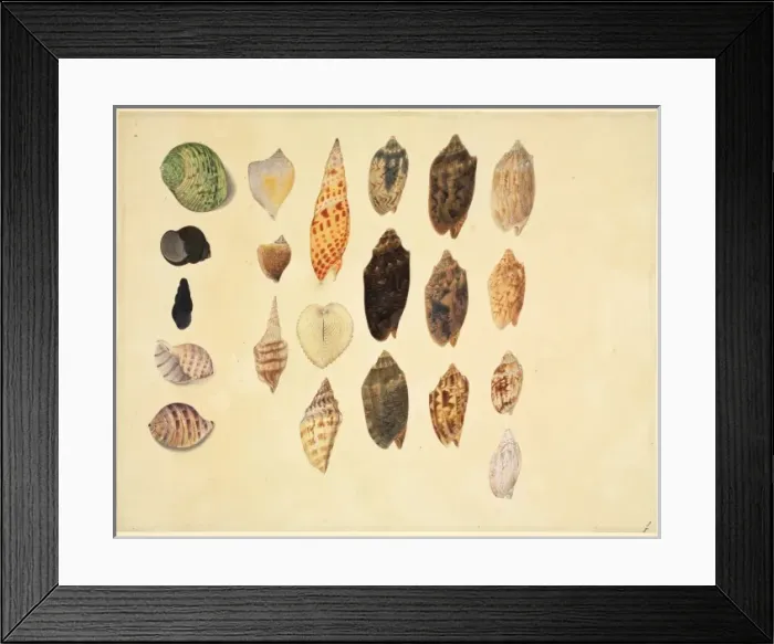 Framed Print : Plate 79 from the John Reeves Collection Framed Print : Plate 79 from the John Reeves Collection
