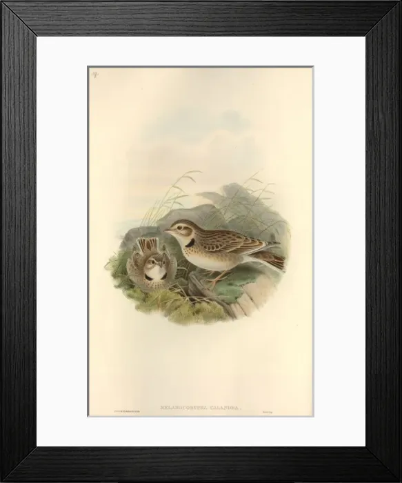 Framed Print : Melanocorypha calandra, calandra lark Framed Print : Melanocorypha calandra, calandra lark