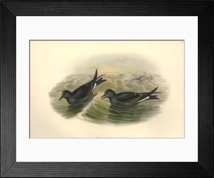Framed Print : Oceanodroma leucorhoa, Leachs storm petrel Framed Print : Oceanodroma leucorhoa, Leachs storm petrel