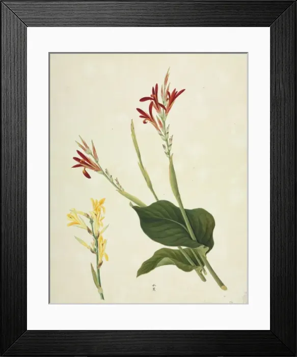 Framed Print : Canna indica, Indian shot Framed Print : Canna indica, Indian shot