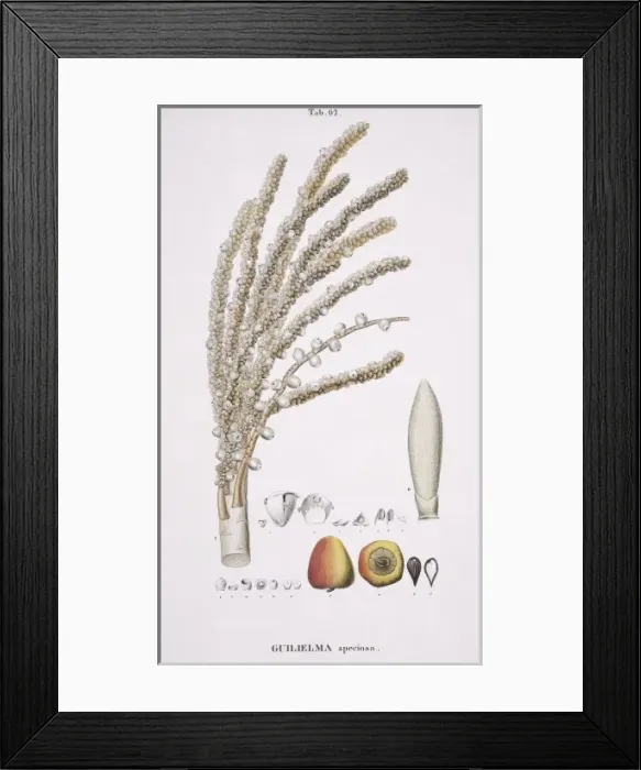Framed Print : Guilielma speciosa C. Martius, peach palm Framed Print : Guilielma speciosa C. Martius, peach palm