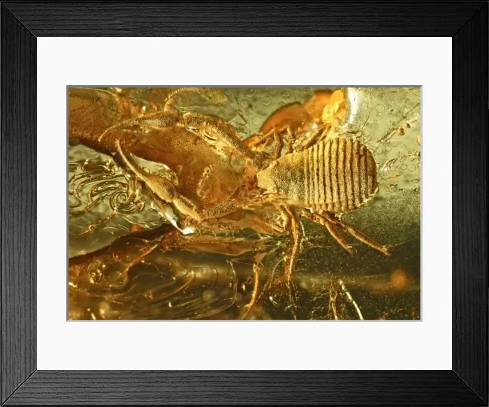 Framed Print : Pseudoscorpion in Baltic amber Framed Print : Pseudoscorpion in Baltic amber