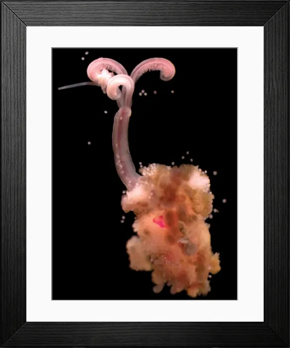Framed Print : Osedax mucofloris, North sea marine worm Framed Print : Osedax mucofloris, North sea marine worm