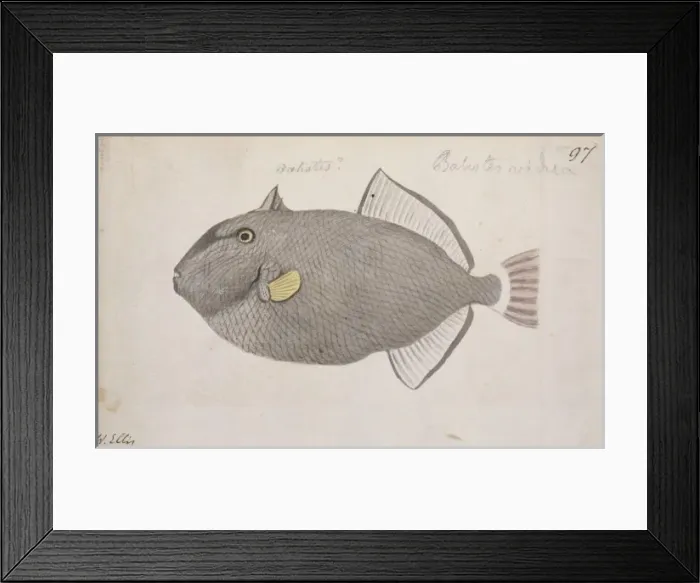 Framed Print : Melichthys vidua, pinktail triggerfish Framed Print : Melichthys vidua, pinktail triggerfish