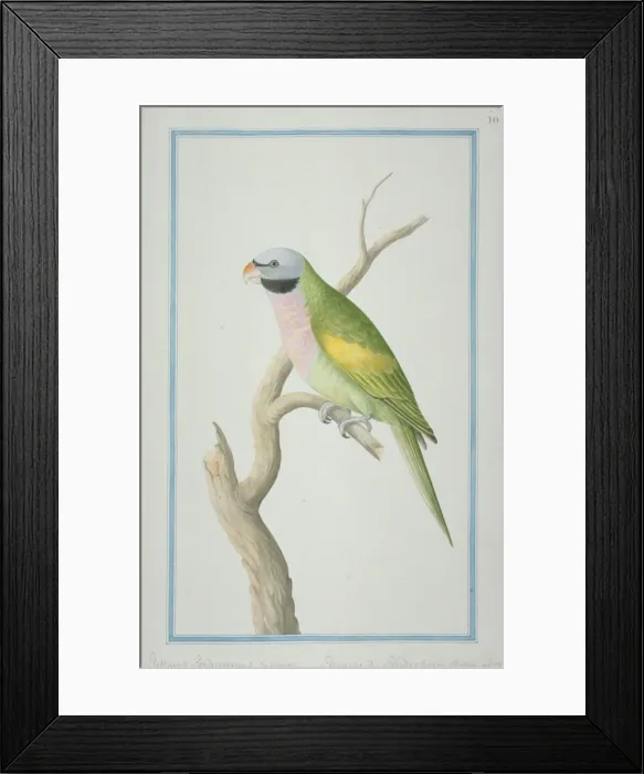 Framed Print : Psittacula derbiana, Lord Derbys parakeet Framed Print : Psittacula derbiana, Lord Derbys parakeet