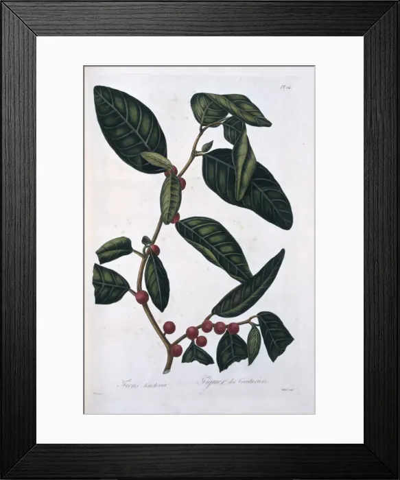 Framed Print : Ficus tinctoria, dye fig Framed Print : Ficus tinctoria, dye fig