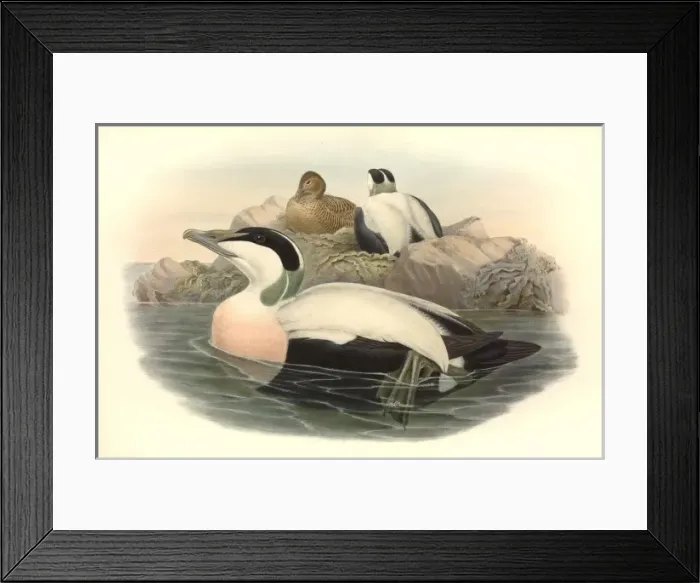 Framed Print : Somateria mollissima, common eider Framed Print : Somateria mollissima, common eider