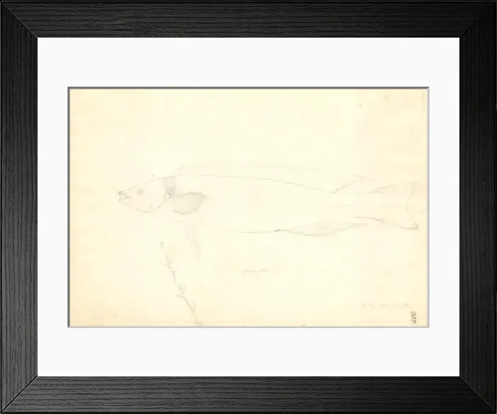 Framed Print : Odax pullus, greenbone Framed Print : Odax pullus, greenbone