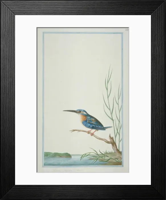 Framed Print : Alcedo atthis bengalensis, common kingfisher Framed Print : Alcedo atthis bengalensis, common kingfisher