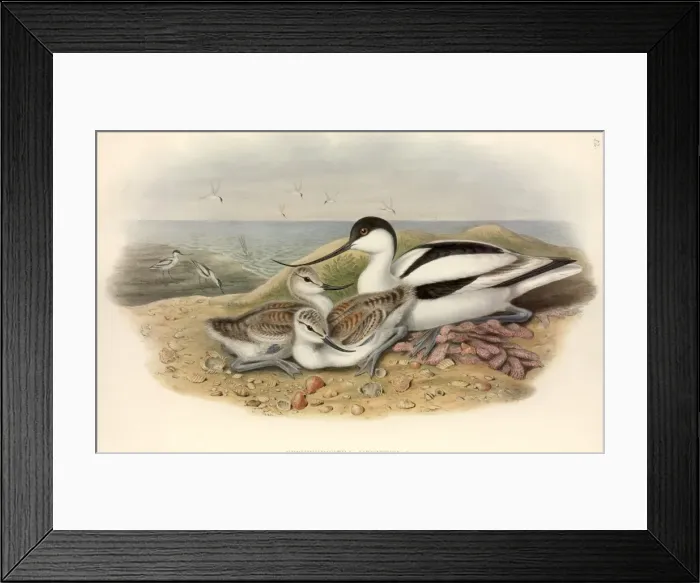 Framed Print : Recurvirostra avosetta, pied avocet Framed Print : Recurvirostra avosetta, pied avocet