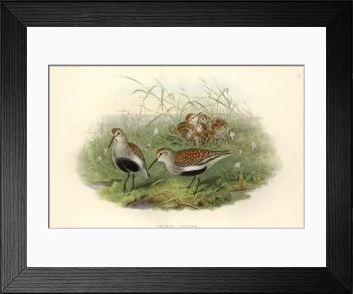 Framed Print : Calidris alpina, dunlin Framed Print : Calidris alpina, dunlin