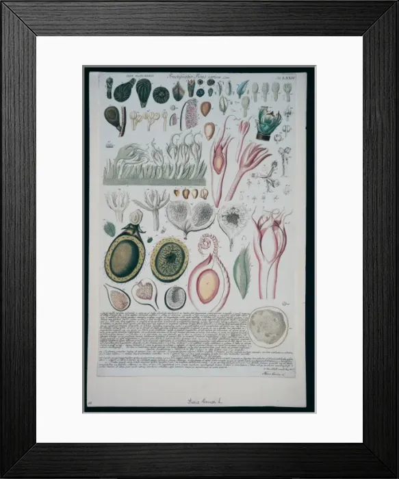 Framed Print : Ficus carica, common fig Framed Print : Ficus carica, common fig