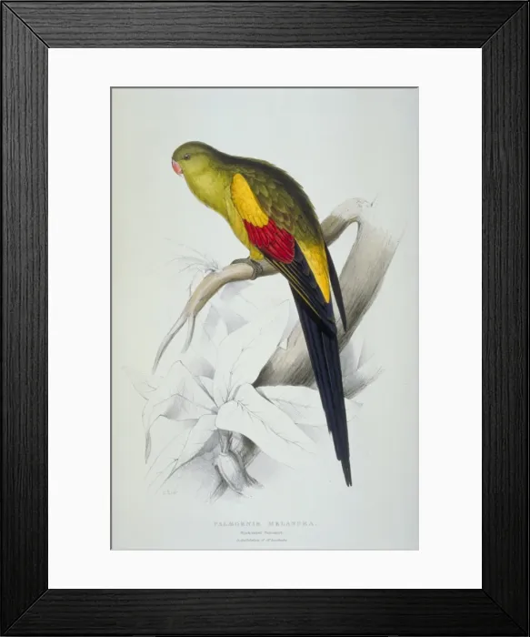 Framed Print : Polytelis anthopeplus, Regent parrot Framed Print : Polytelis anthopeplus, Regent parrot