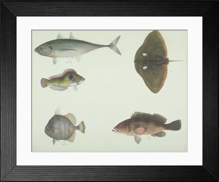 Framed Print : LS Plate 187 from the John Reeves Collection Framed Print : LS Plate 187 from the John Reeves Collection