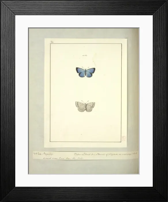 Framed Print : No. 44 Papilio, Vol. 6 plate 62, Abbot J Framed Print : No. 44 Papilio, Vol. 6 plate 62, Abbot J