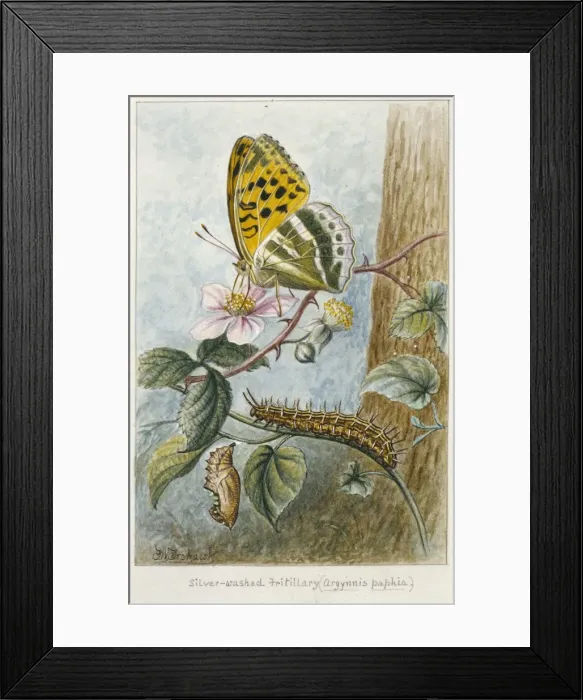 Framed Print : Argynnis paphia, silver-washed fritillary Framed Print : Argynnis paphia, silver-washed fritillary