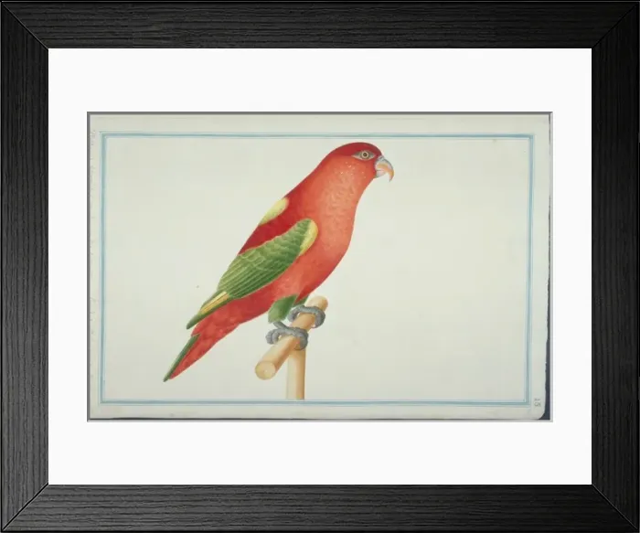 Framed Print : Lorius garrulus flavopalliatus, chattering lory Framed Print : Lorius garrulus flavopalliatus, chattering lory