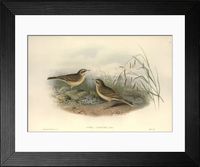 Framed Print : Anthus campestris, tawny pipit Framed Print : Anthus campestris, tawny pipit