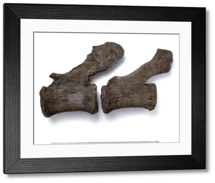 Framed Print : Cetiosauriscus stewarti Framed Print : Cetiosauriscus stewarti