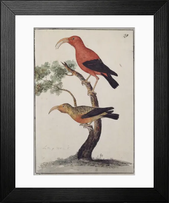 Framed Print : Vestiaria coccinea, iiwi Framed Print : Vestiaria coccinea, iiwi