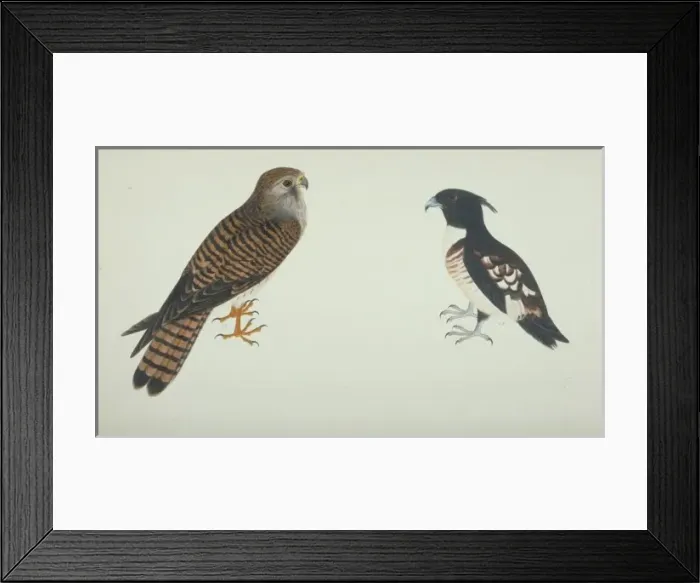 Framed Print : Falco tinnunculus, common ketsrel, Aviceda leuphotes, black Framed Print : Falco tinnunculus, common ketsrel, Aviceda leuphotes, black