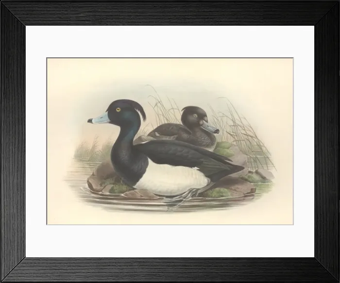 Framed Print : Aythya fuligula, tufted duck Framed Print : Aythya fuligula, tufted duck