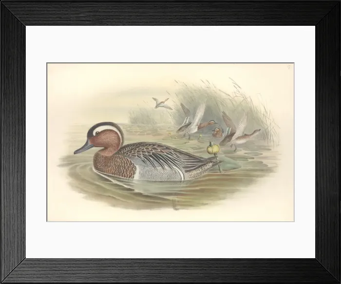 Framed Print : Anas querquedula, garganey Framed Print : Anas querquedula, garganey