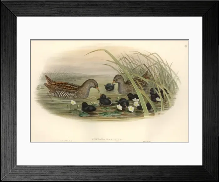 Framed Print : Porzana porzana, spotted crake Framed Print : Porzana porzana, spotted crake