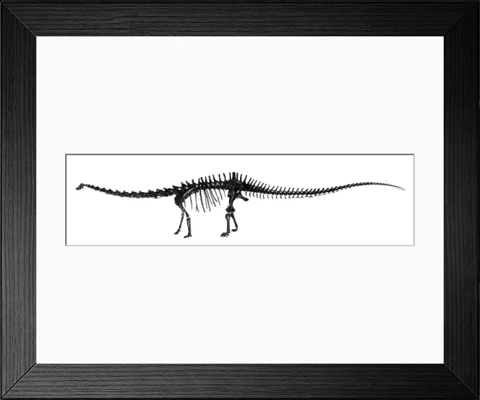 Framed Print : Diplodocus skeleton Framed Print : Diplodocus skeleton