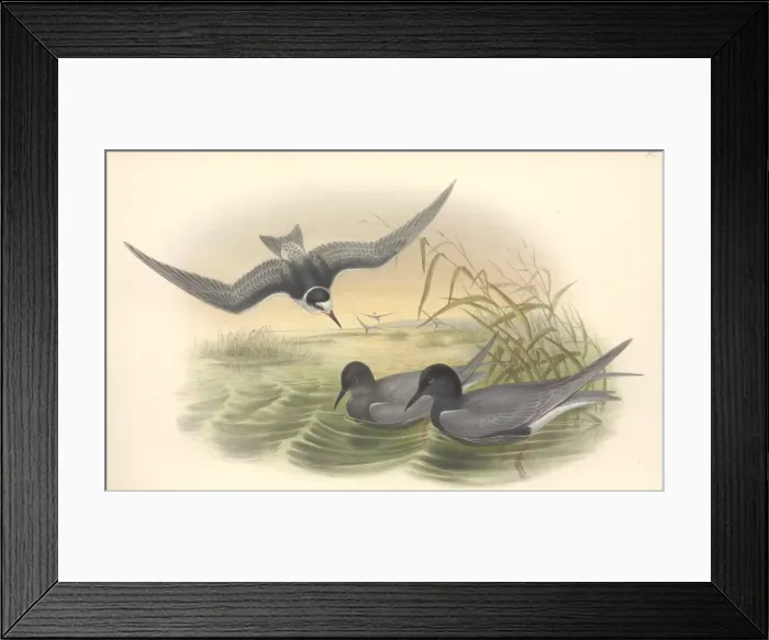 Framed Print : Chlidonias niger, black tern Framed Print : Chlidonias niger, black tern