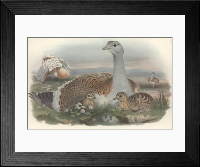 Framed Print : Otis tarda, great bustard Framed Print : Otis tarda, great bustard