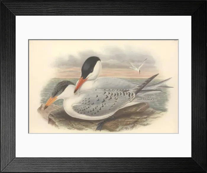 Framed Print : Sterna caspia, Caspian tern Framed Print : Sterna caspia, Caspian tern