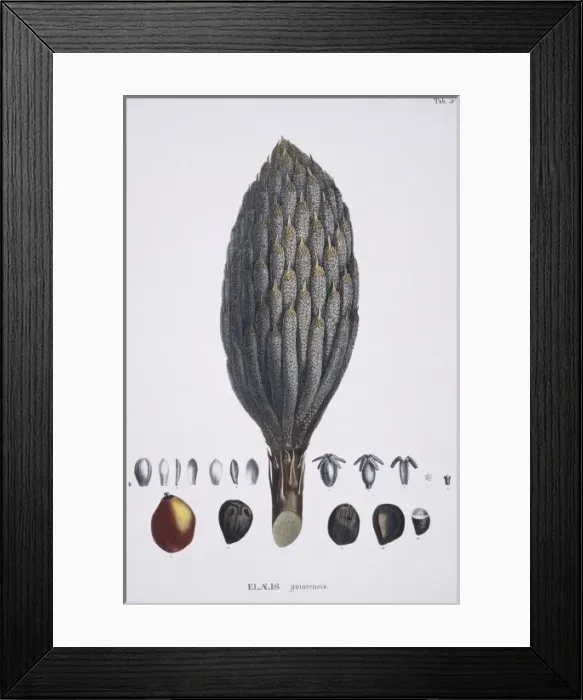 Framed Print : Elaeis guineensis, African oil palm Framed Print : Elaeis guineensis, African oil palm