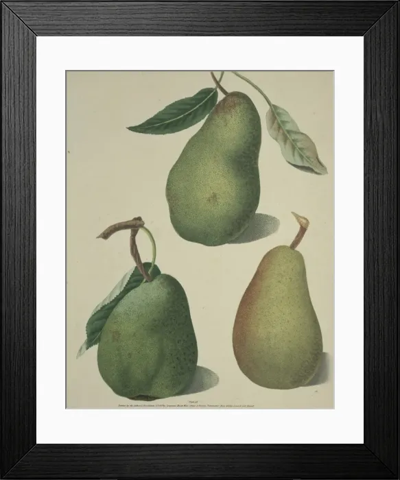Framed Print : The Pear. The upper pear shown here is the Saint German, on the left is the Comar Framed Print : The Pear. The upper pear shown here is the Saint German, on the left is the Comar
