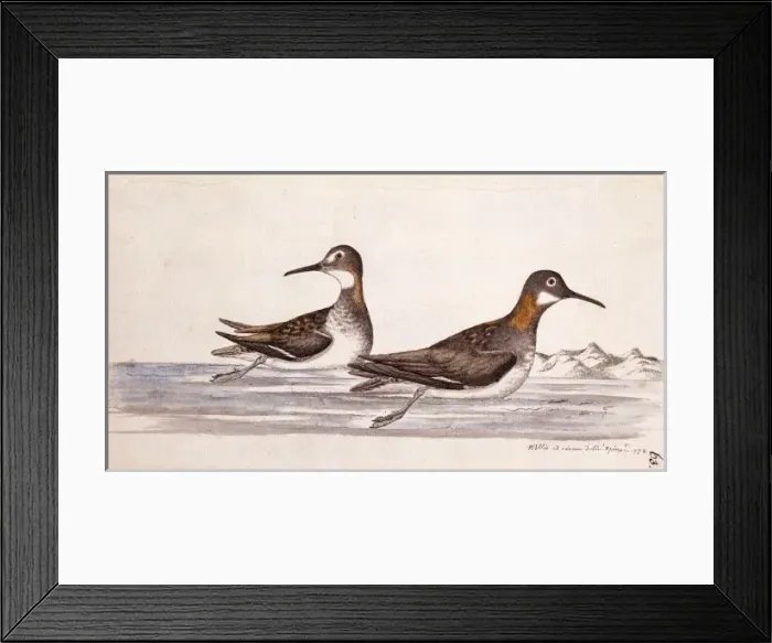 Framed Print : Phalaropus lobatus, red-necked phalarope Framed Print : Phalaropus lobatus, red-necked phalarope