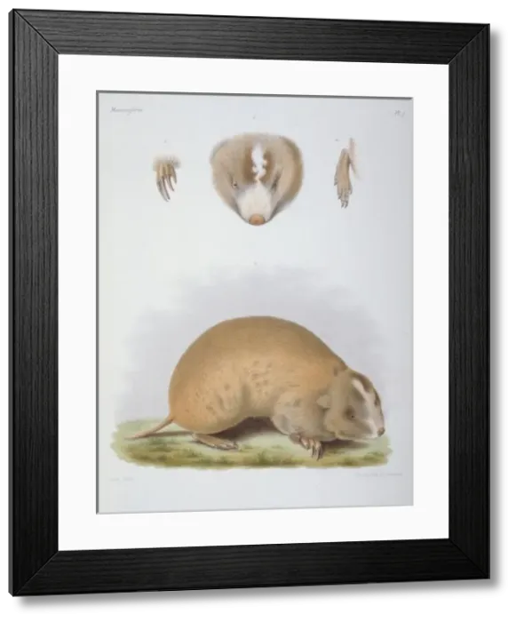 Framed Print : Siphneus fontanierii, mole-rat Framed Print : Siphneus fontanierii, mole-rat