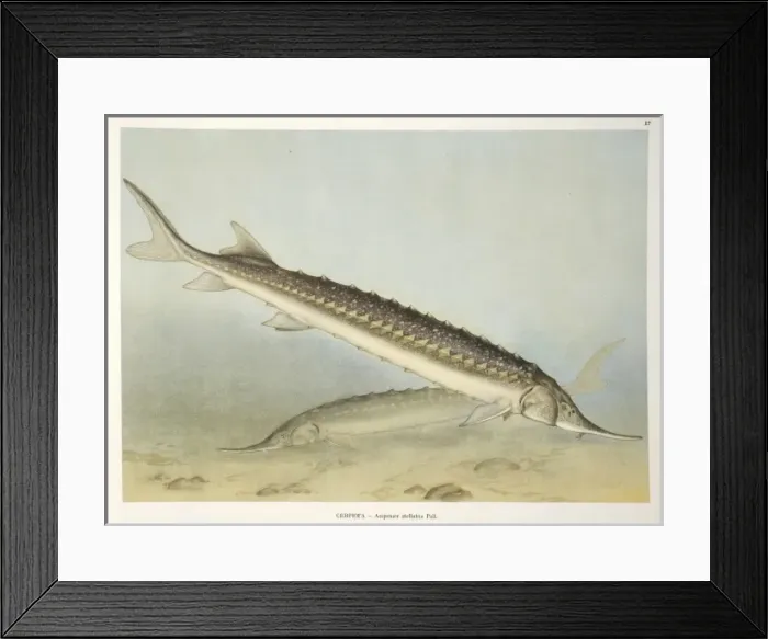 Framed Print : Acipenser stellatus, star sturgeon Framed Print : Acipenser stellatus, star sturgeon