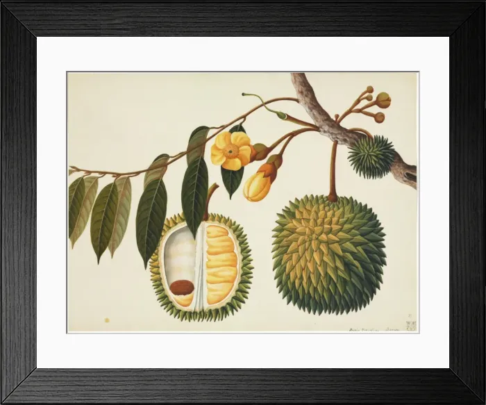 Framed Print : Flower Illustration from the Reeves Collection Framed Print : Flower Illustration from the Reeves Collection